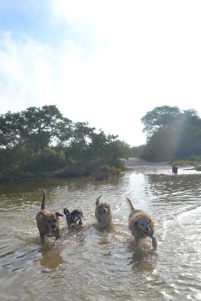 An outdoor shot in bright sunlight of a partially inundated land bridge across a swamp pond. Four dogs are walking out of the shallows towards the photographer, almost up to their chests in the water. In the background, a fifth dog steps out of the mud on the other side of the bridge and into the water already crossed by the other four