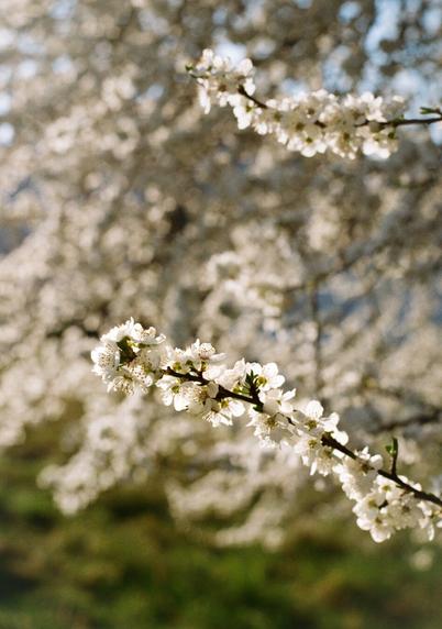 Analog shot of a small branch of white blossoms from an apple tree.