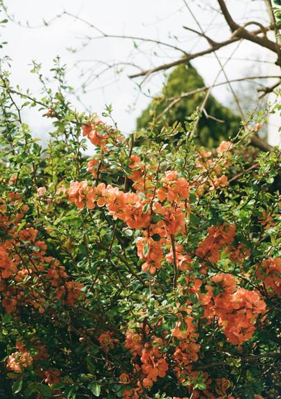 Analog shot of a beautiful peach flowering quince. The interplay of the green leafs and orange peach blossoms is just pretty, enhanced bey the fujifilm look.