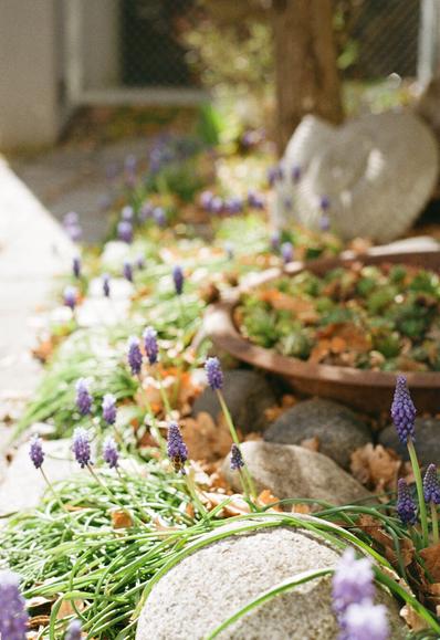 Analog shot of purple grape hyacinth growing in a flower bed with stones. A small bee can be seen feeding on one of the flowers.