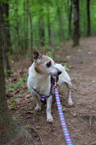 A white and brown Jack Russell Terrier on a park trail looking to the right side of the screen: eyes wide open and ears straight up. Sweetwater Creek State Park, GA