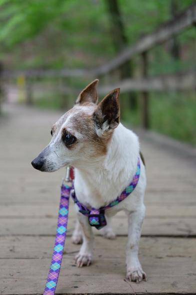 A white and brown Jack Russell Terrier on a wooden bridge on a park trail, looking toward the left side of the screen, also eyes wide open and ears straight up. Sweetwater Creek State Park, GA