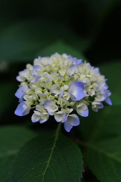 A closeup of a hydrangea blossom with cream and violet colord