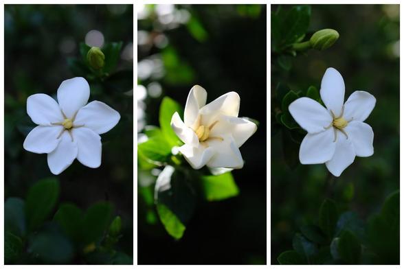 Three-photo collage of gardenia blossoms. The middle one is lit by the early evening sun.