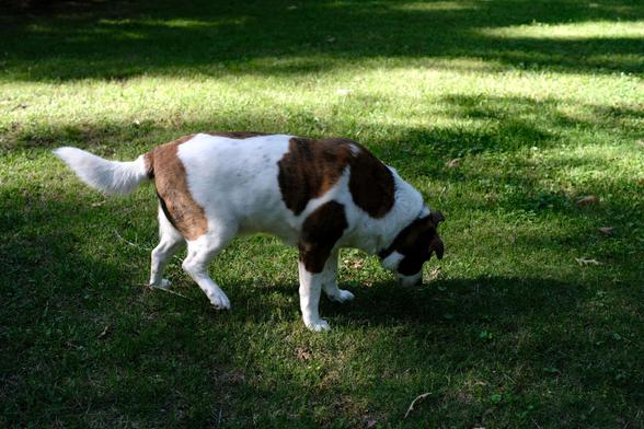 A white and brown dog grazing on green grass of his yard. A landscape view with his tail on the left and head down on the right