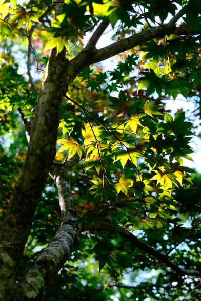 Mostly green maple leaves lit by the early evening sun in the middle