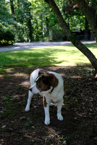A white and brown dog standing in his yard under a magnolia tree, looking toward the left side of the screen. Behind him is green grass lit by the early evening sun, and trees far in the back