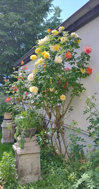 Eine Rose ist eine Rose ist eine Rose...