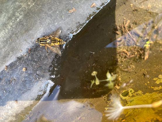 Two hoverflies mating on the edge of a garden pond.