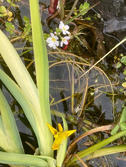 White flowers of a water violet above and a yellow iris below.