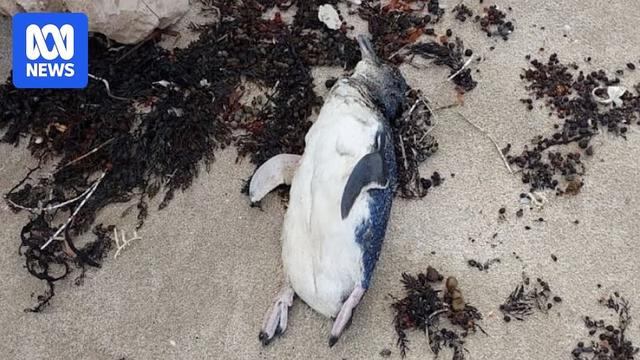 Dead little penguins washed up on multiple Eyre Peninsula beaches