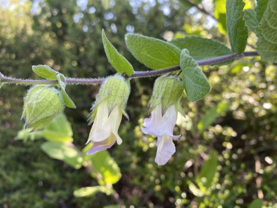 A single slender branch with 2 flowers and a bud all hanging down from the branch which has mint like leaves. The flowers are pink and slightly resemble foxglove tubular flowers