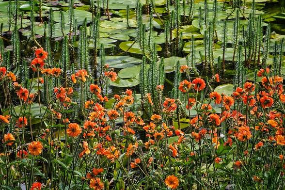 A close-up of orange flowers with green lily pads and tall green plants in the background, set against the dark water of a pond.