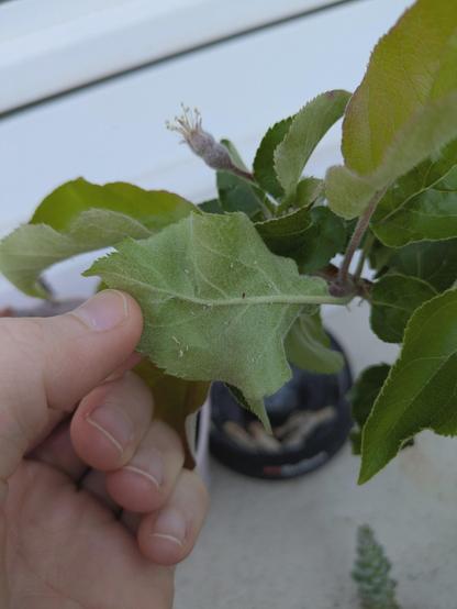 Hilfe! Wer macht meinen Apfelbaum kaputt?
