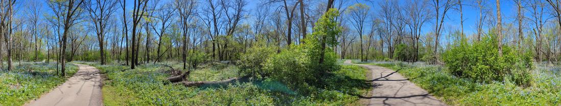 A panoramic view of a forest trail during a springtime hike, showcasing a dense bloom of bluebell flowers carpeting the ground. Leafless trees stretch into the bright blue sky while patches of fresh green foliage hint at the season’s arrival. The paved path curves gently through the woods in two directions, creating a fork near the center of the image. Sunlight filters through the branches, casting dappled shadows on the trail.