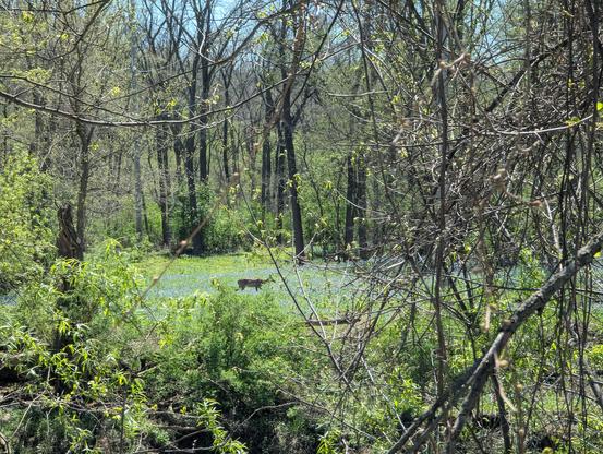 A forest scene filled with spring greenery and a field of blooming bluebells in the background. In the center of the image, partially obscured by branches and foliage, a deer is seen grazing among the flowers. The trees are tall and just beginning to leaf out, and the sunlight highlights the fresh growth throughout the woods.