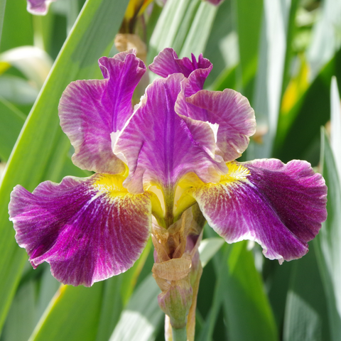 Hellkarmine Blüte mit gelber Mitte und gelbem Bart.