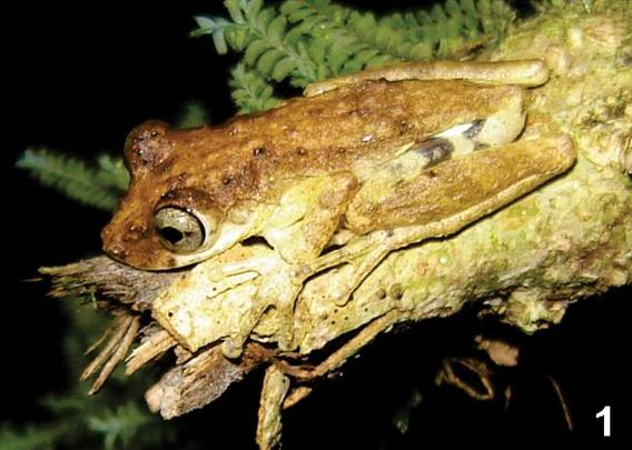 A frog whose back looks brown and rough, to the point where calling it "crispy" would be appropriate, sits on the end of a broken-off tree branch. At bottom right is the number "1."