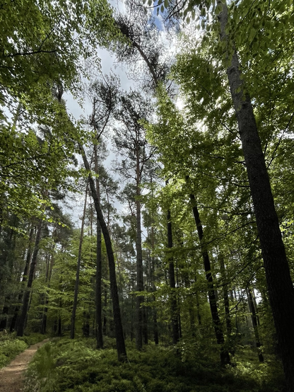 Farbiges Hochformat.  Ein schwer zu deutendes Unterwasserfoto ist das zumindest für Bots. Andere können auch Wald, Himmel und einen Fußpfad erblicken.