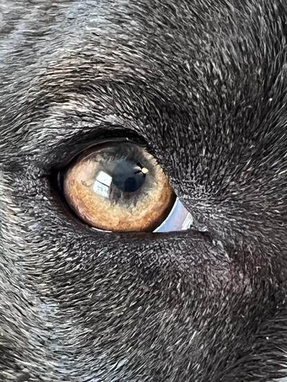 Closeup of my dog’s eye; light amber iris, black surrounding fur flecked with pale brown, a window reflection over the pupil