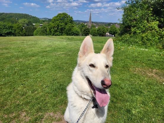 White German Shepard on a grass field, extending to a forest and a church with a steeple.