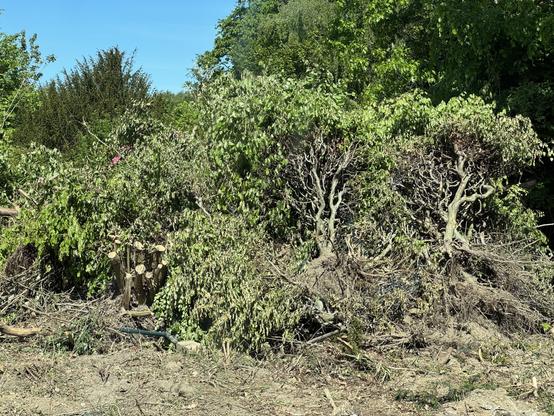 Ausgerissene Buchenhecke nochmal einpflanzbar?