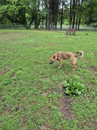 Artemis has the whole doggie park to herself