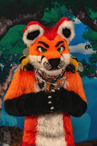 Fursuit photo of Loimu the Fox with two big bee plushies laying on his shoulders. Loimu looks quite nervously happy about the new friends.