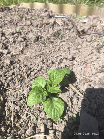 Das war ein Kartoffelbeet vor 4 Jahren. Immer noch gehen dort Pflanzen auf :)