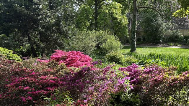 A vibrant garden scene featuring blooming pink and purple azaleas in the foreground, lush green trees, and a grassy area with greenery in the background. Bright sunlight illuminates the landscape, enhancing the colors.
