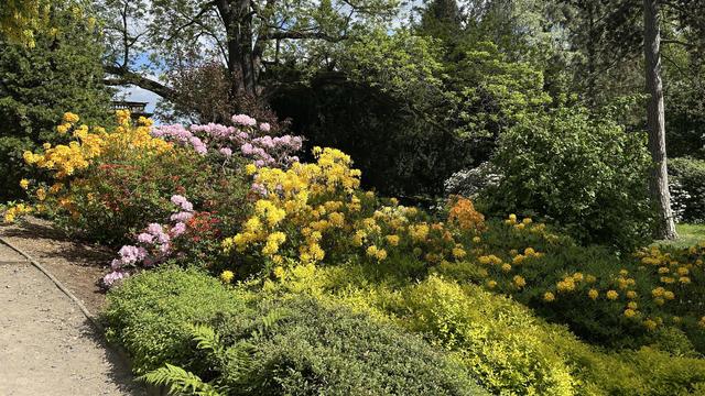 A vibrant garden scene featuring a variety of colorful flowers, including yellow and pink blooms, surrounded by lush greenery and trees. The setting is peaceful and picturesque, ideal for nature lovers.