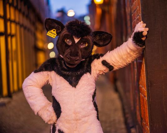 Black and white bovine fursuiter is leaning against a building in a street with houses from the 17th century and looking at the viewer.