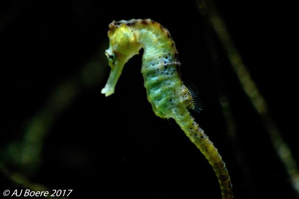 Seahorses range in size from 1.5 to 35 cm (0.6 to 13.8 in) They are named for their equine appearance, with bent necks and long snouted heads and a distinctive trunk and tail. Although they are bony fish, they do not have scales, but rather thin skin stretched over a series of bony plates, which are arranged in rings throughout their bodies. Each species has a distinct number of rings The armor of bony plates also protects them against predators and because of this outer skeleton, they no longer have ribs Seahorses swim upright, propelling themselves using the dorsal fin, another characteristic not shared by their close pipefish relatives, which swim horizontally. Razorfish are the only other fish that swim vertically. The pectoral fins, located on either side of the head behind their eyes, are used for steering. They lack the caudal fin typical of fishes. Their prehensile tail is composed of square-like rings that can be unlocked only in the most extreme conditions They are adept at camouflage, and can grow and reabsorb spiny appendages depending on their habitat