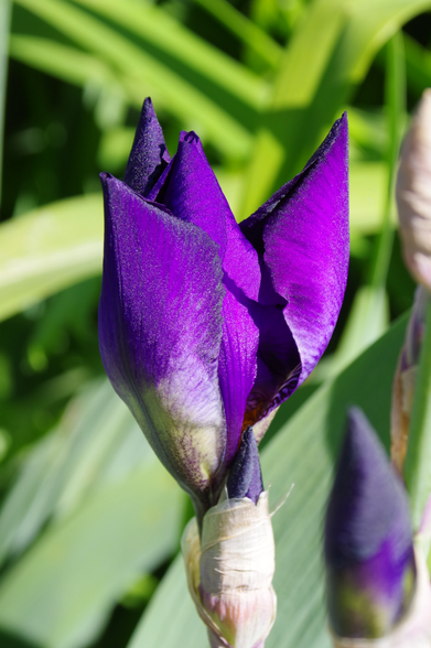 Knospige blauviolette Blüte der Bartiris.