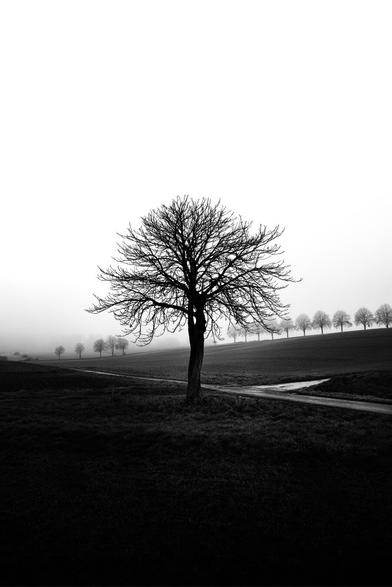 black and white. portrait format. a lonely leafless tree in a foggy winter landscape without snow. in the background more trees.