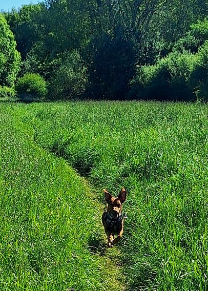 Kleiner Podenco-Mix rennt mit flatternden Ohren über eine Wiese.