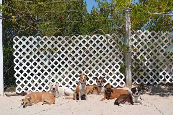 A medium distance shot of six dogs sitting in a semi-circle facing the photographer, in front of an overgrown green hurricane fence with white plastic privacy panels attached to it. The yard is sand and the sun is bright and high, you can see blue sky between the grown up coastal scrub on the other side of the fence. The six dogs all are squinting a little in the sun, giving them wise expressions