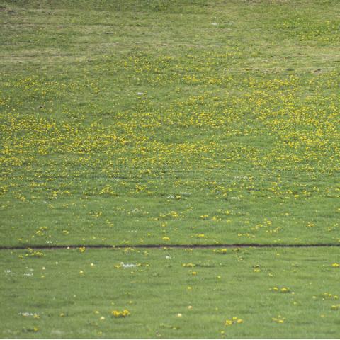 Partie 2/4, de l'herbe recouverts de boules jaunes qui ressemblent à des fleurs de pissenlits. Ce sont des balles de Golf.