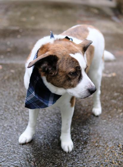 A white and brown dog standing on the wet driveway, coming back from a spa morning, wearing a blue bandana