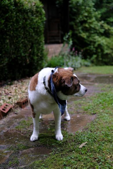 A white and brown dog standing in his yard looking toward the right side of the screen. Green leaves on bushes behind him.