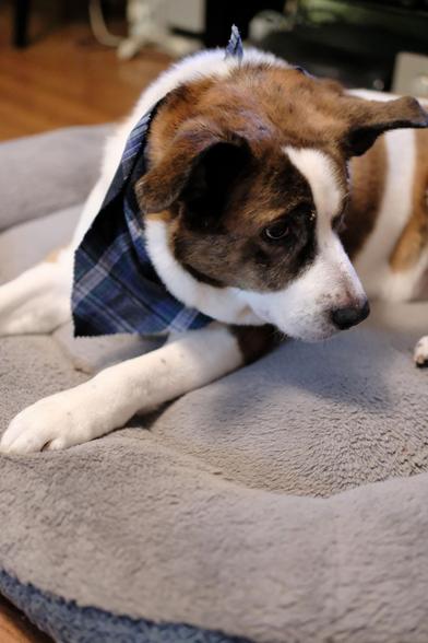 A little sad looking white and brown dog lying on his bed turning his heard toward the right side of the screen, wearing a blue tartan check bandana