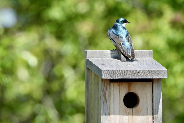 Iridescent-blue tree swallow with black wings and white throat stands on top of a bird house.