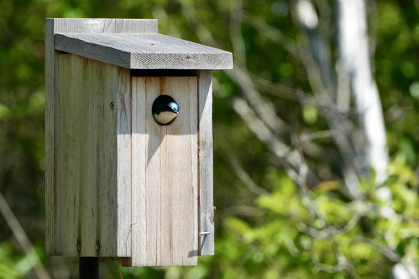 Tiny tree swallow with blue head and white throat peeks its head out of a bird house