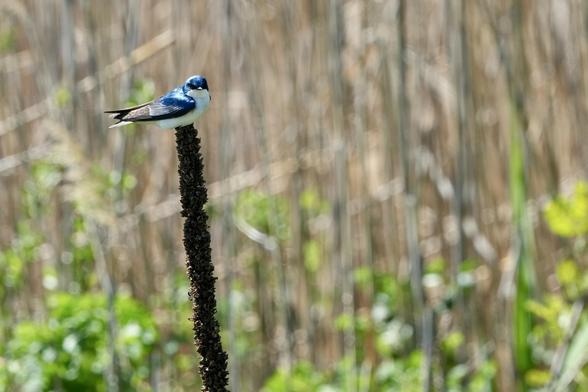 Tree swallow perched on top of a swamp reed