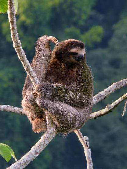 Three-toed sloth sitting on a small in a great high. in the back you can see the rainforest from far away.