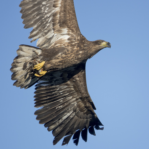 Nuori merikotka kalan kanssa. Young white-tailed eagle with a fish.