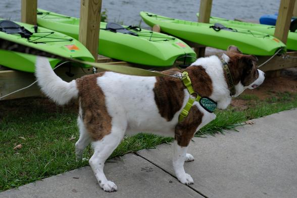 A landscape view of a white and brown dog standing in front of a brand new green kayaks and their rack by a lake