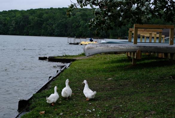 Three white ducks at the bottom on the shore of a lake. Water on the left, A kayak rack at top right