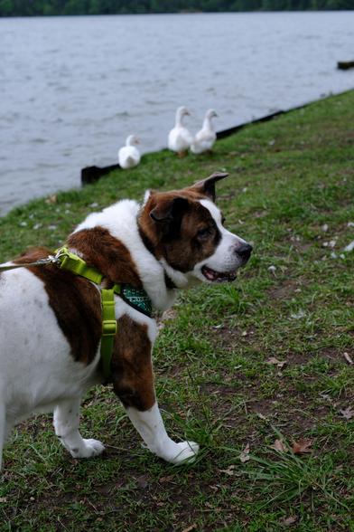 A white and brown dog standing on the grass of the shore of a lake. Water and three blurred white ducks in the back.
