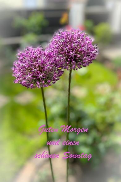 Das Bild zeigt zwei große, kugelförmige Blütenstände von Zierlauch (möglicherweise Allium giganteum), die in leuchtendem Lila blühen. Sie stehen auf langen, grünen Stielen im Vordergrund. Der Hintergrund ist unscharf und lässt einen grünen Garten erahnen. Im unteren Drittel des Bildes ist ein rosafarbener Schriftzug "Guten Morgen und einen schönen Sonntag" zu lesen.